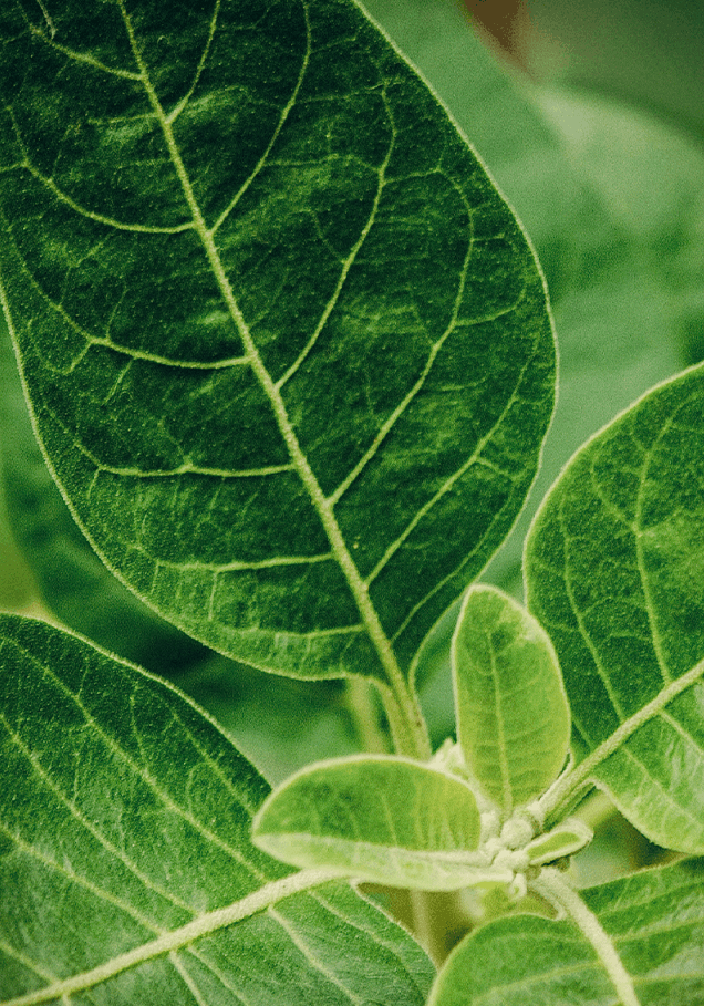 Ashwagandha leaves