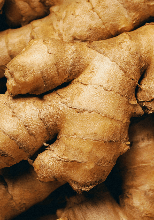 Fresh ginger root