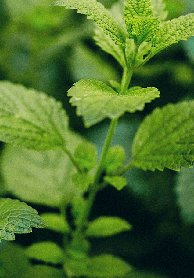 Lemon balm leaves