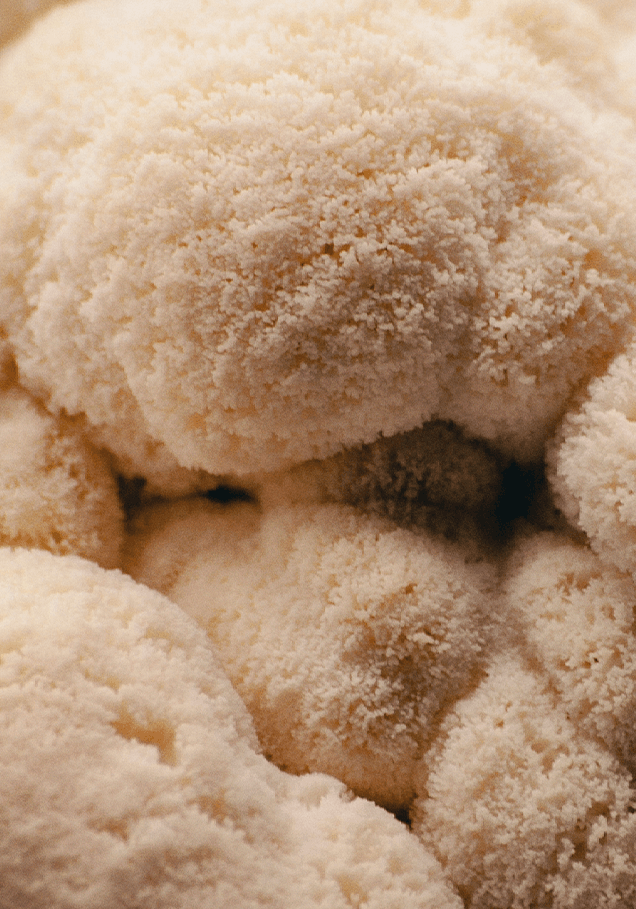 Lion's mane mushroom