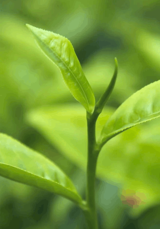 Green tea leaves