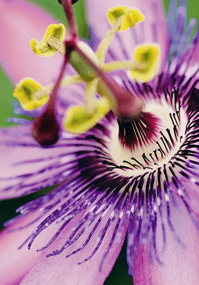 Passion flower